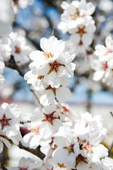 Spring apricot trees with blossom flowers. Beautiful background. Blooming tree at sunny spring day. Spring apricot flowers. Abstract blurred background. Springtime