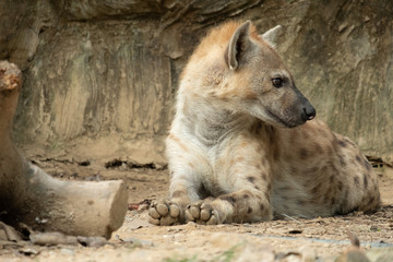 Hyena