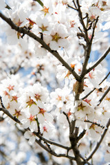 Obraz premium Spring apricot trees with blossom flowers. Beautiful background. Blooming tree at sunny spring day. Spring apricot flowers. Abstract blurred background. Springtime