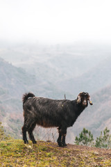 Black goat with tags alone standing and looking with mountains in the background. Farmlands and mammals in Turkey. 2020