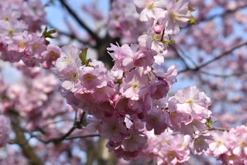 pink cherry blossom
