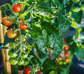 Fresh Tomatoes on Balcony garden