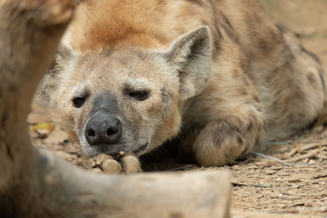 Hyena