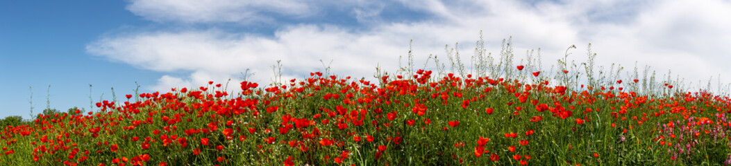 Allphotokz Poppy 20130518 3229 5DM3 PS