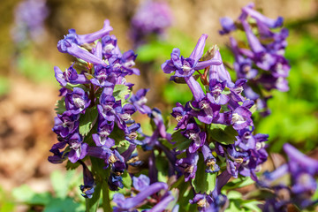 Corydalis close up. Corydalis solida. Purple spring forest flowers