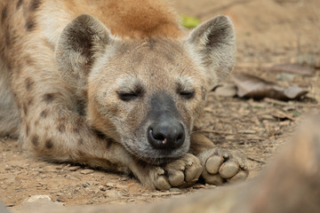 Obraz premium Hyena