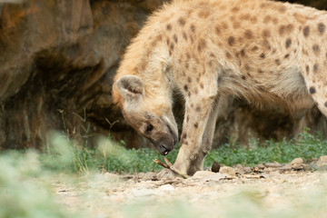 Hyena