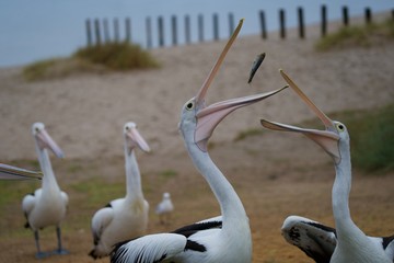 Pélican saisissant au vol un poisson, Western Australia