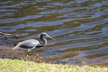 Small grey heron at edge of lake