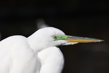 Great white egret