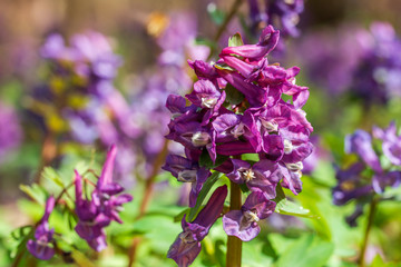 Corydalis solida. Corydalis close up. Purple spring forest flowers