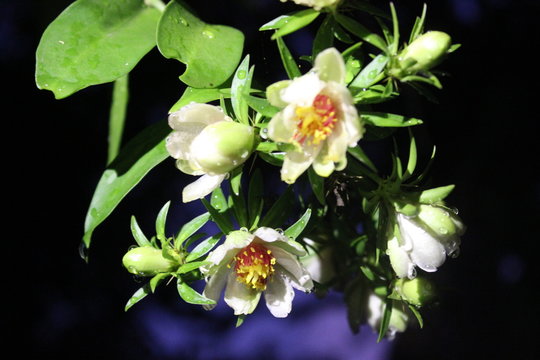 plantas, or&aacute;-pro-n&oacute;bs, fotos, natureza 