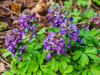 Fototapeta premium Corydalis. Corydalis solida. Violet flower forest blooming in spring. The first spring flower, purple. Wild corydalis in nature.