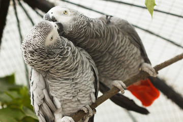 Parrots. Love birds. Cute animals.