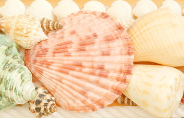 Focus shell of shellfish soft light