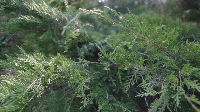 Evergreen juniper branches close up