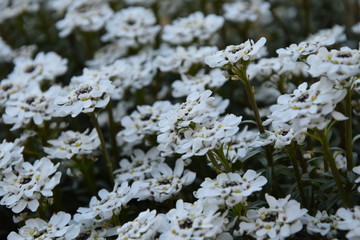 Wei&szlig;e Bl&uuml;ten