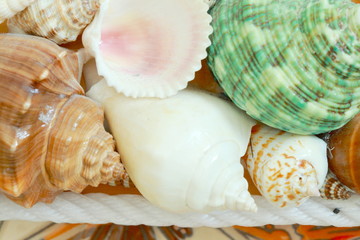 Focus shell of shellfish soft light