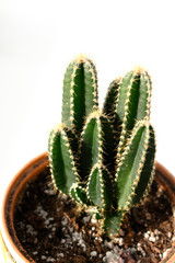 cactus flower in a pot close-up on a white background. side view. vertical photo