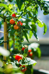 Fresh Tomatoes on Balcony garden