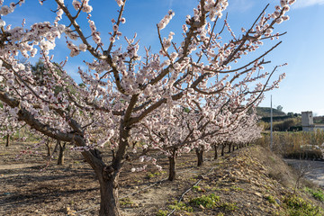Fototapeta premium flowering apricot tree