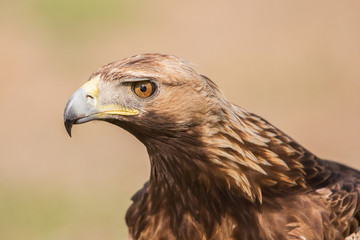 Golden Eagle close up, Aquila chrysaetos, Andalusia, Spain