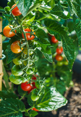 Fresh Tomatoes on Balcony garden