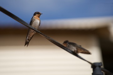 Oiseaux posés sur un fil, Western Australia