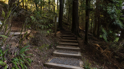 forest loop trail, BC, Canada
