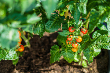 Fresh Tomatoes on Balcony garden