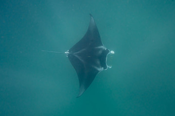 Manta ray, Ningaloo reef, Western Australia © JF DUCHER