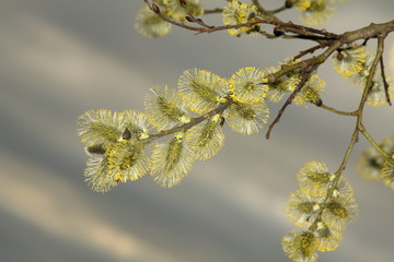 Budding willow in spring. Easter season. Beautiful springtime. Wallpaper and background texture.