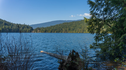 Naklejka premium felled tree trunk floating on forest lake in mountains 