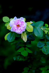 light pink colored rose