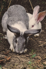 Close up picture at white rabbit in a farm. Green leaves as background
