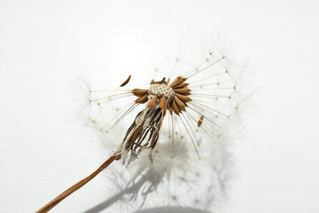 Samen des Löwenzahns - Taraxacum, Pappus