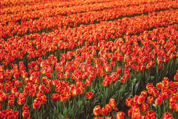 Lot of red tulips on Holland fields. Colorful poster