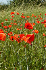 Obraz premium Leuchtend roter Klatschmohn - Papaver rhoeas