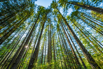 Sunny forest. Cedar Butte Trail, Snoqualmie region, Washington