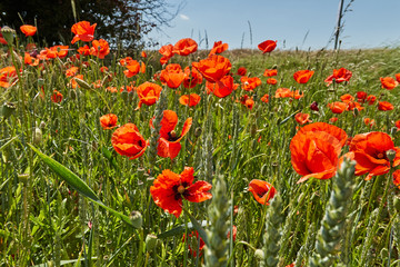 Fototapeta premium Leuchtend roter Mohn - Papaver rhoeas