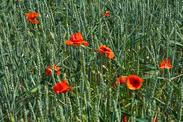 Roter Mohn im Getreidefeld
