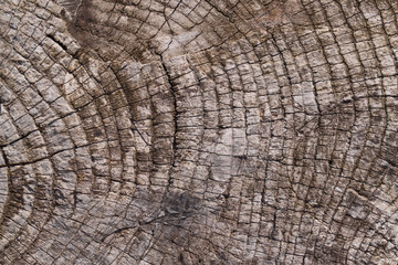 Fototapeta premium Old wooden texured surface closeup. Moss and relief on surface. Stock photo of old wooden pattern of aged boards with moss. Brown and gray colors on photo.