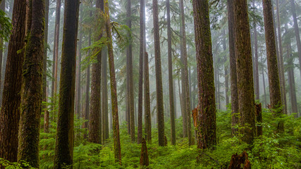 Fototapeta na wymiar Foggy forest. Sol Duc Falls Trail, Olympic national park.