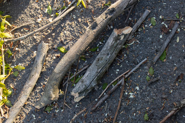 a bunch of branches after pruning a poplar tree in spring lie on the ground