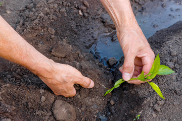 Man farmer planting pepper seedlings in garden outdoors.