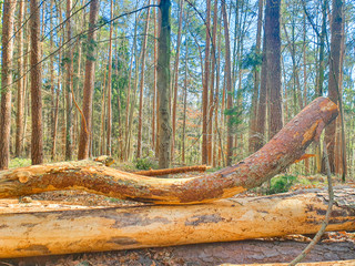 Lachender Baum Stamm beim Wald Baden