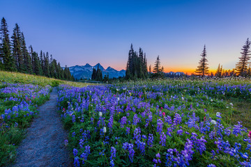 Flower season. Reflection lake trail-Summer, Mount Rainier