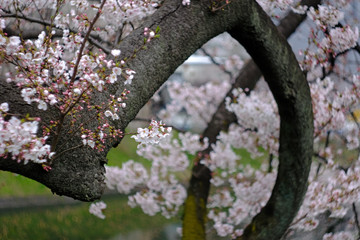 blooming cherry tree