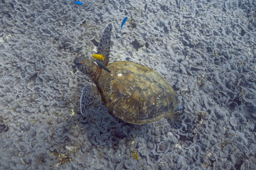 Tortue de mer dans la barrière de corail, Western Australia