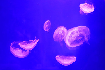 Naklejka na ściany i meble transparent jellyfish moving under the water